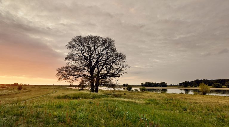 Eiche im Naturschutzgebiet Lenzener Elbtalaue