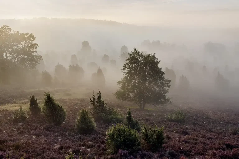 Morgennebel im Totengrund in der Lüneburger Heide